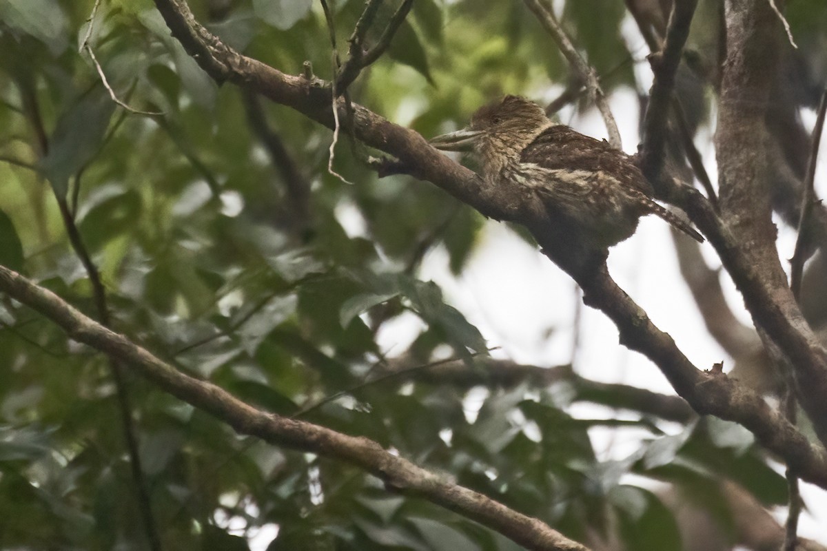 Eastern Striolated-Puffbird - ML643492689