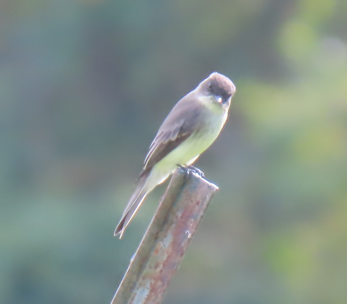 Eastern Phoebe - ML643492690