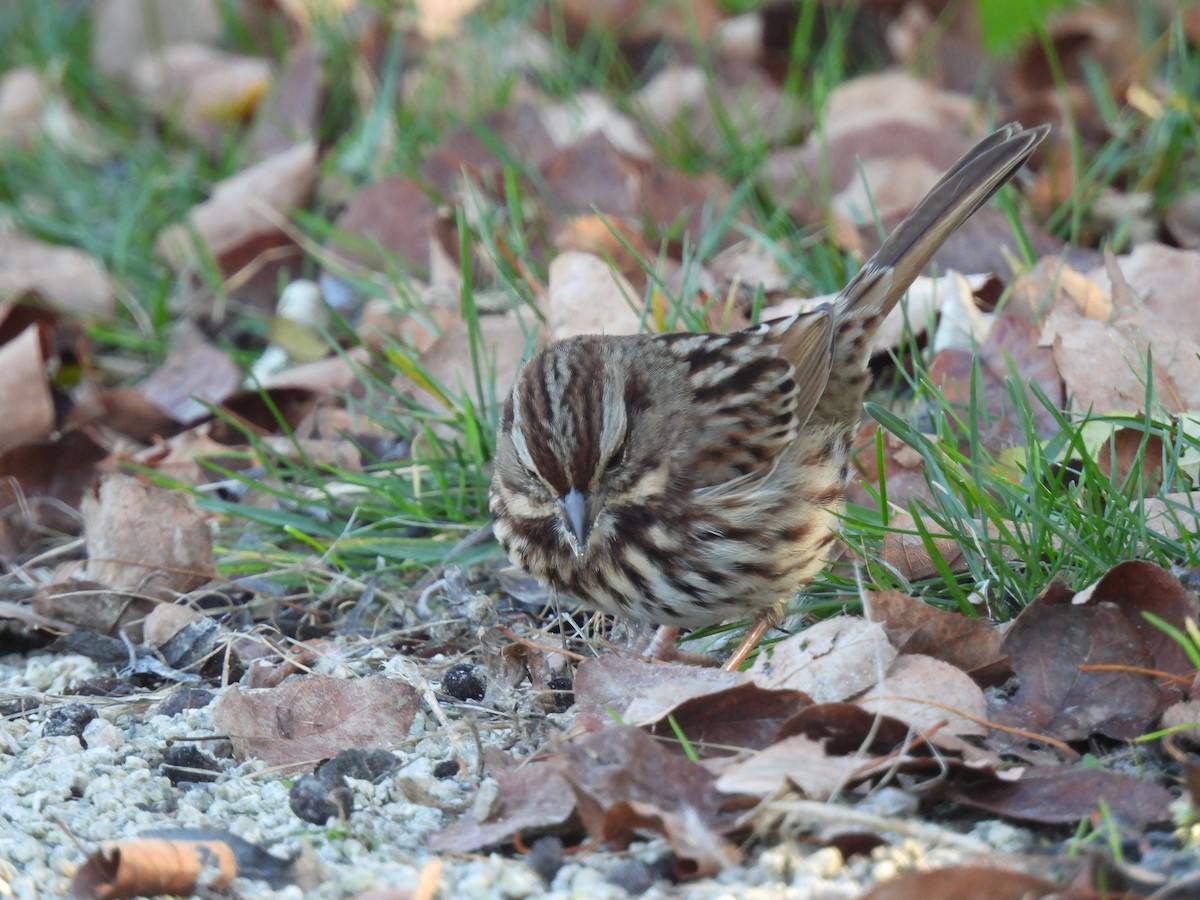 Song Sparrow - ML643492697