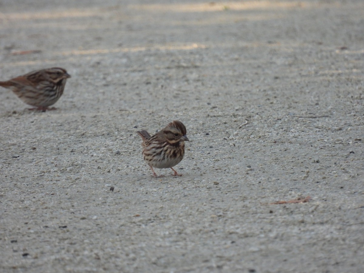 Song Sparrow - ML643492698