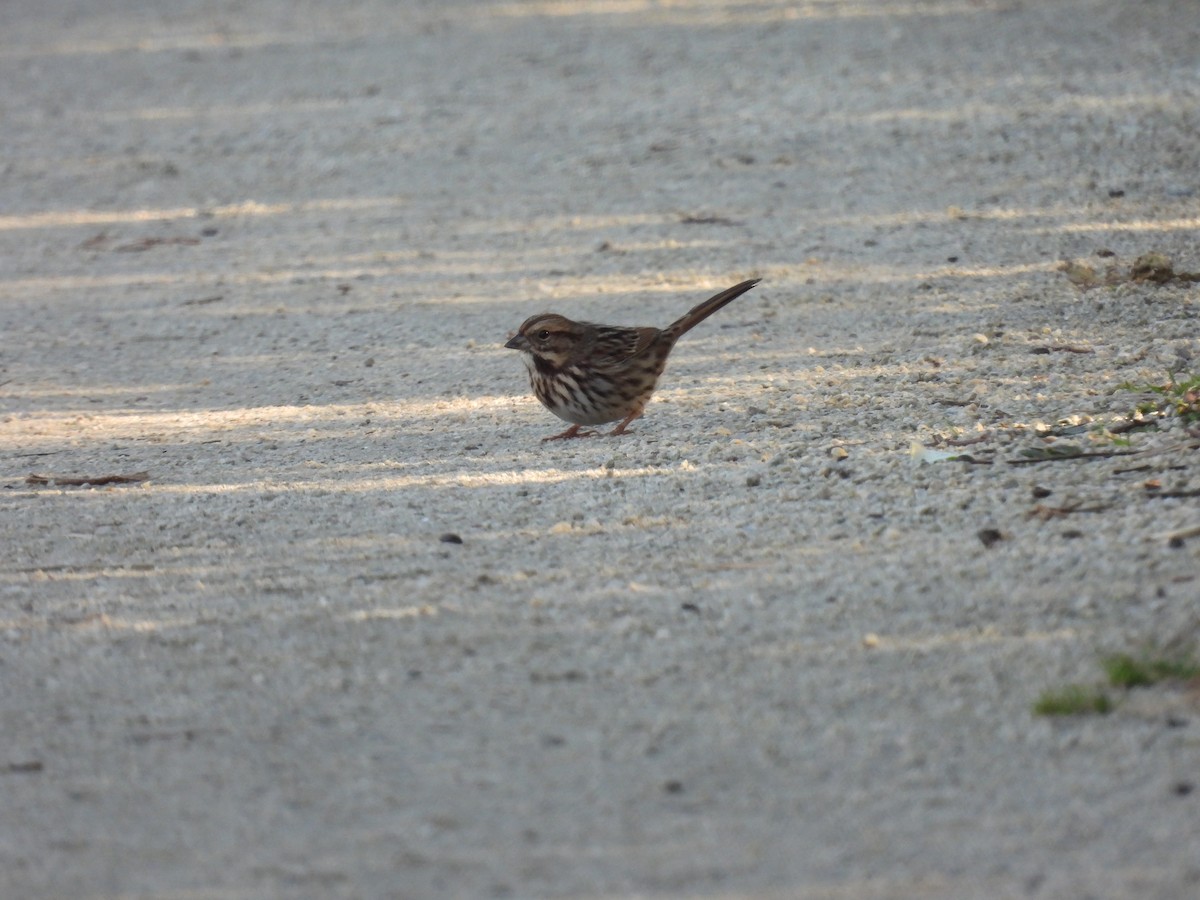 Song Sparrow - ML643492699