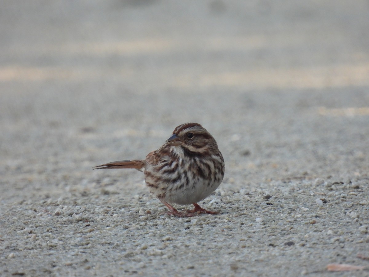 Song Sparrow - ML643492700