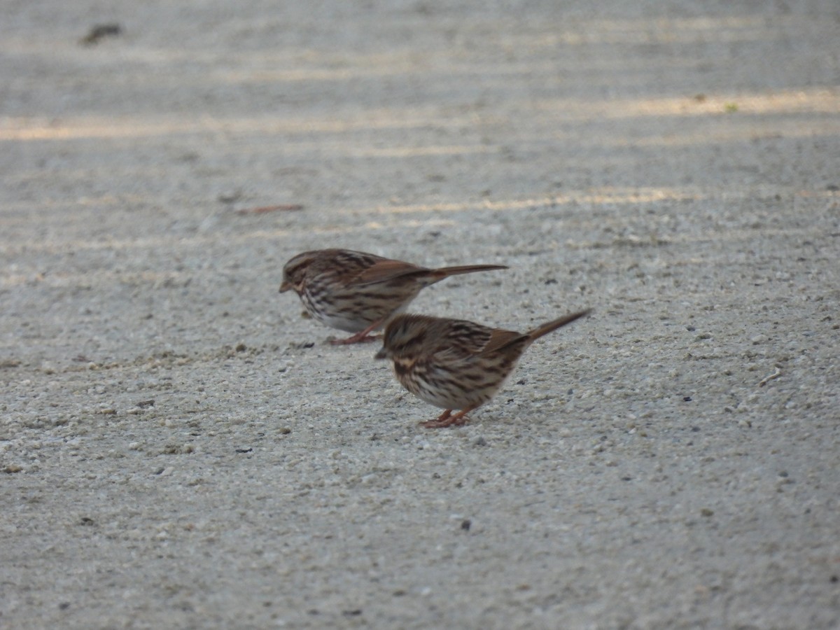 Song Sparrow - ML643492701