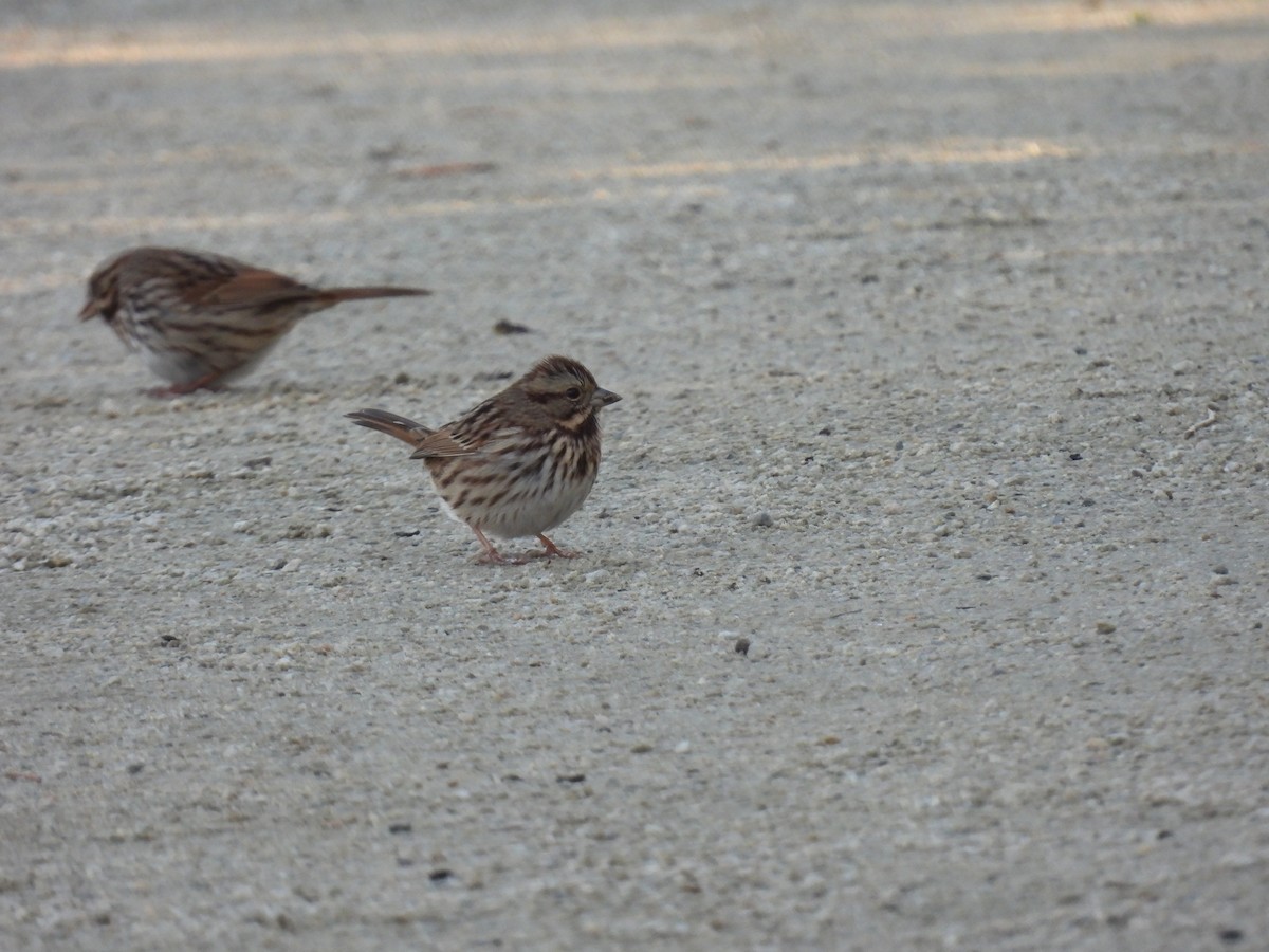 Song Sparrow - ML643492702