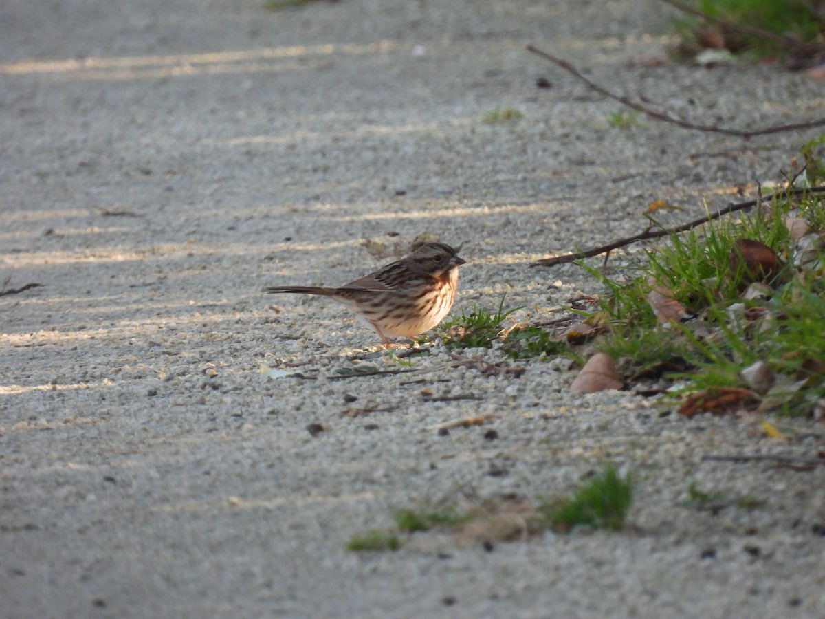 Song Sparrow - ML643492703