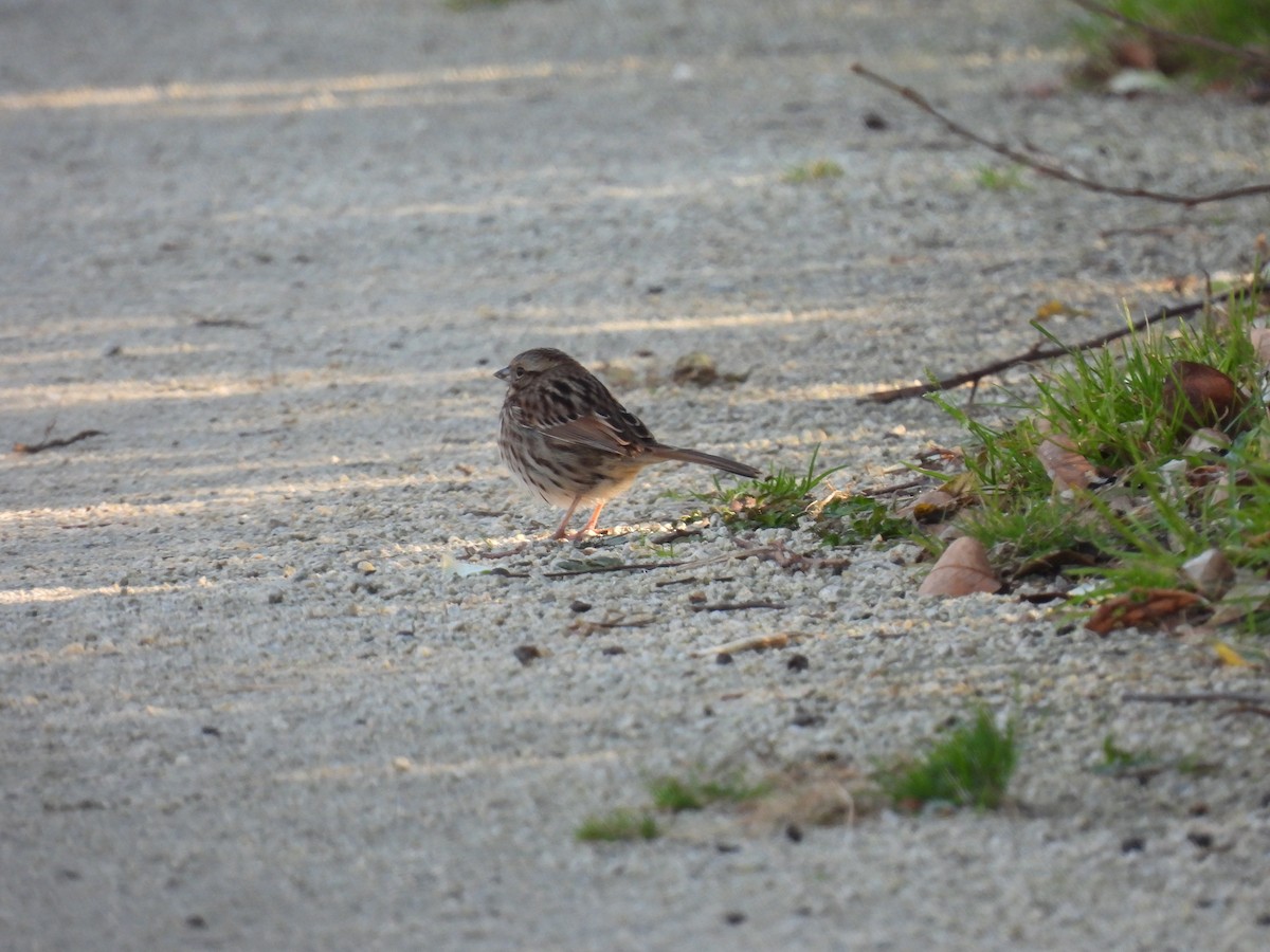 Song Sparrow - ML643492704