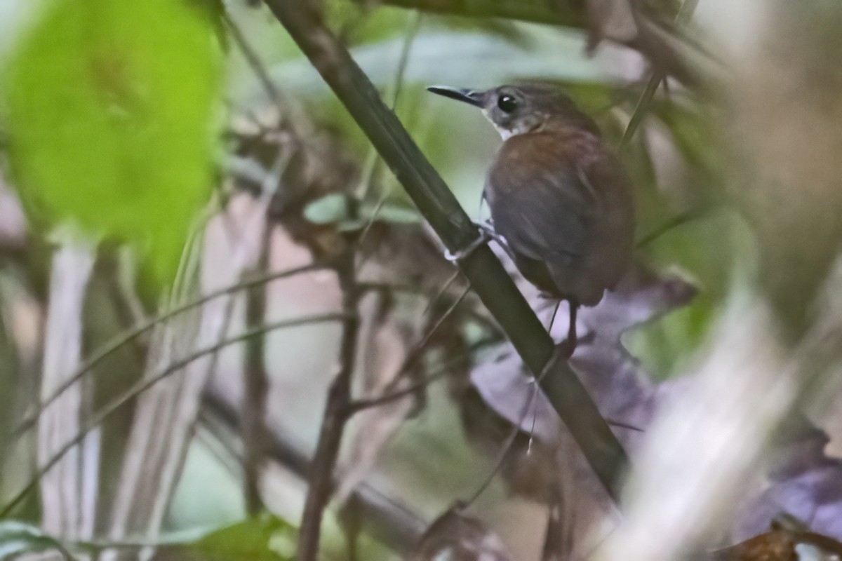 Scaly-breasted Wren - ML643492711