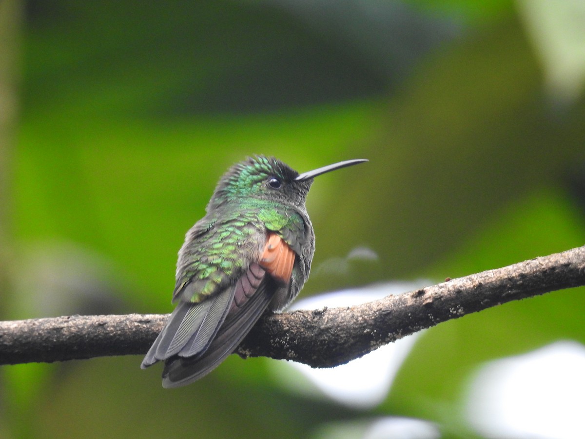 Colibri à épaulettes - ML643492714