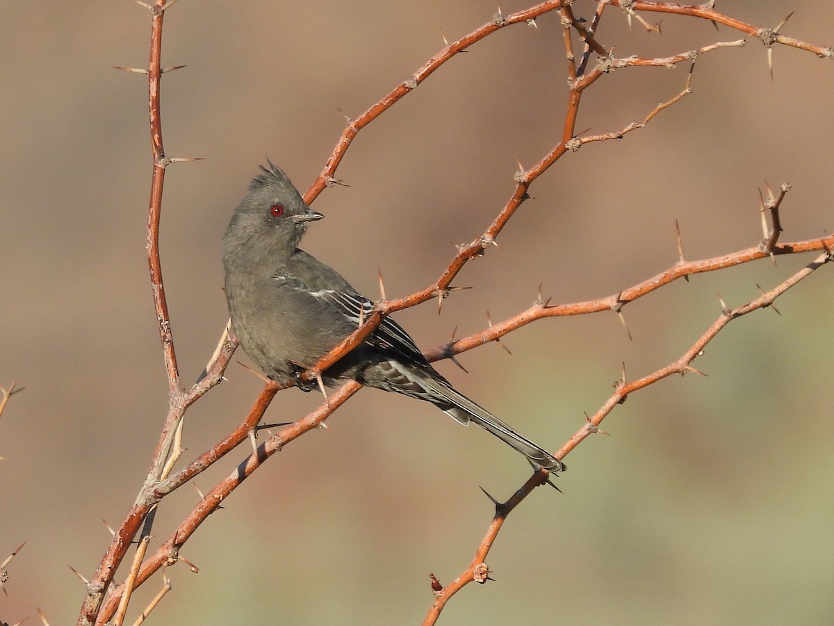 Phénopèple luisant - ML643492728