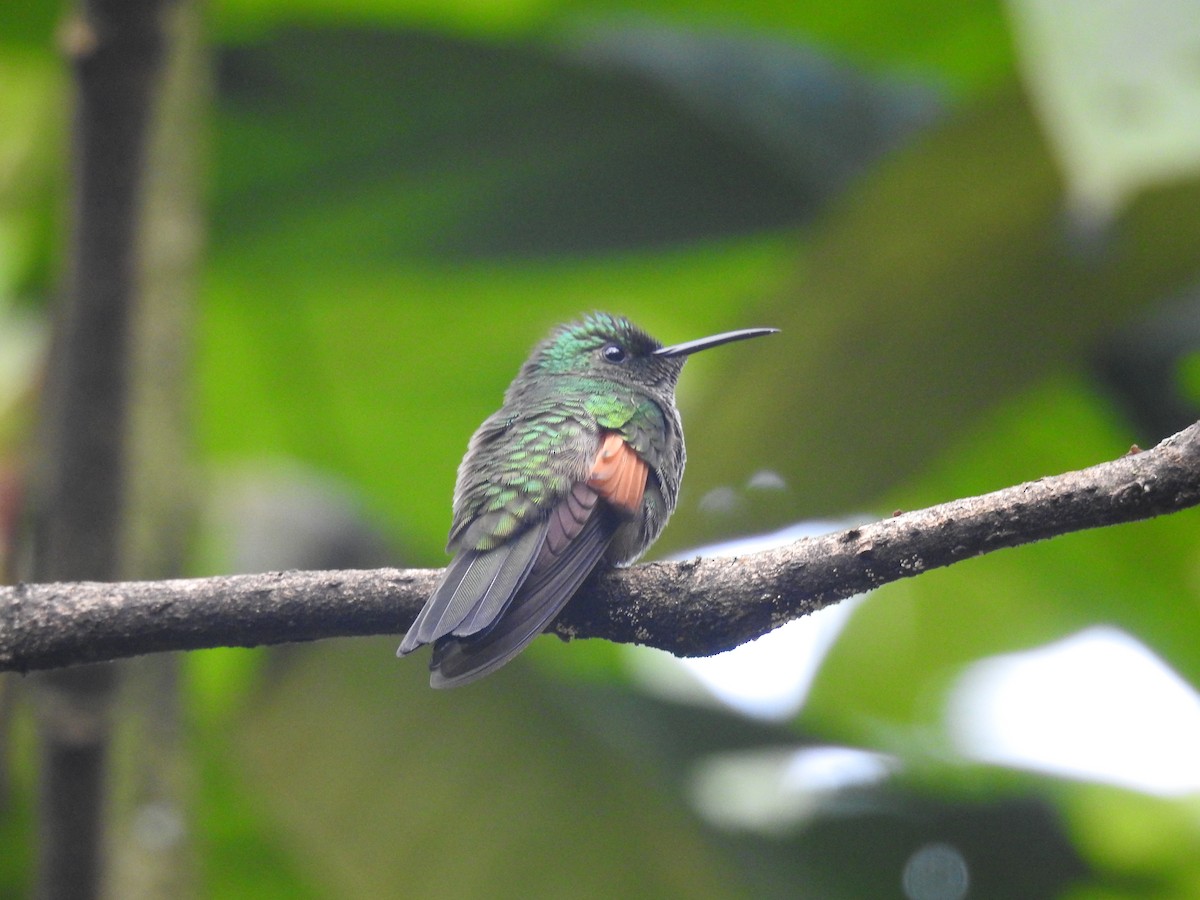 Colibri à épaulettes - ML643492730