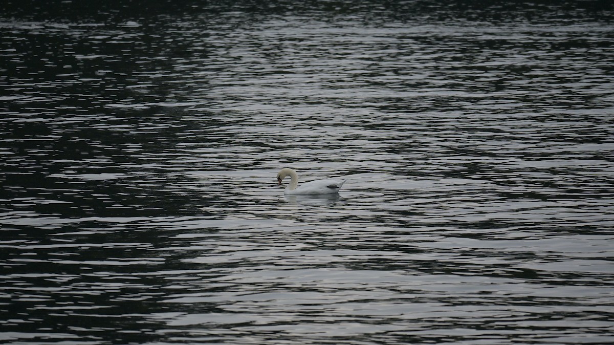 Cygne tuberculé - ML643492747