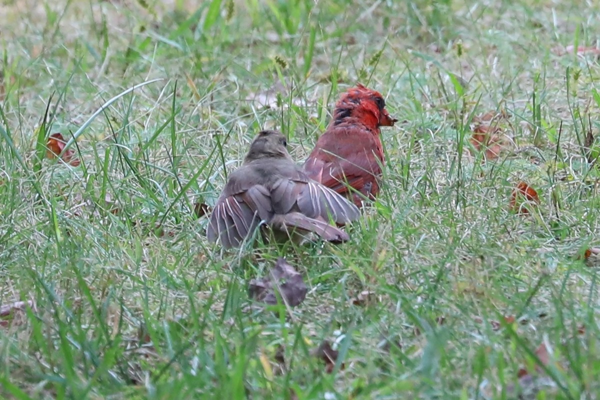 Cardinal rouge - ML643492748