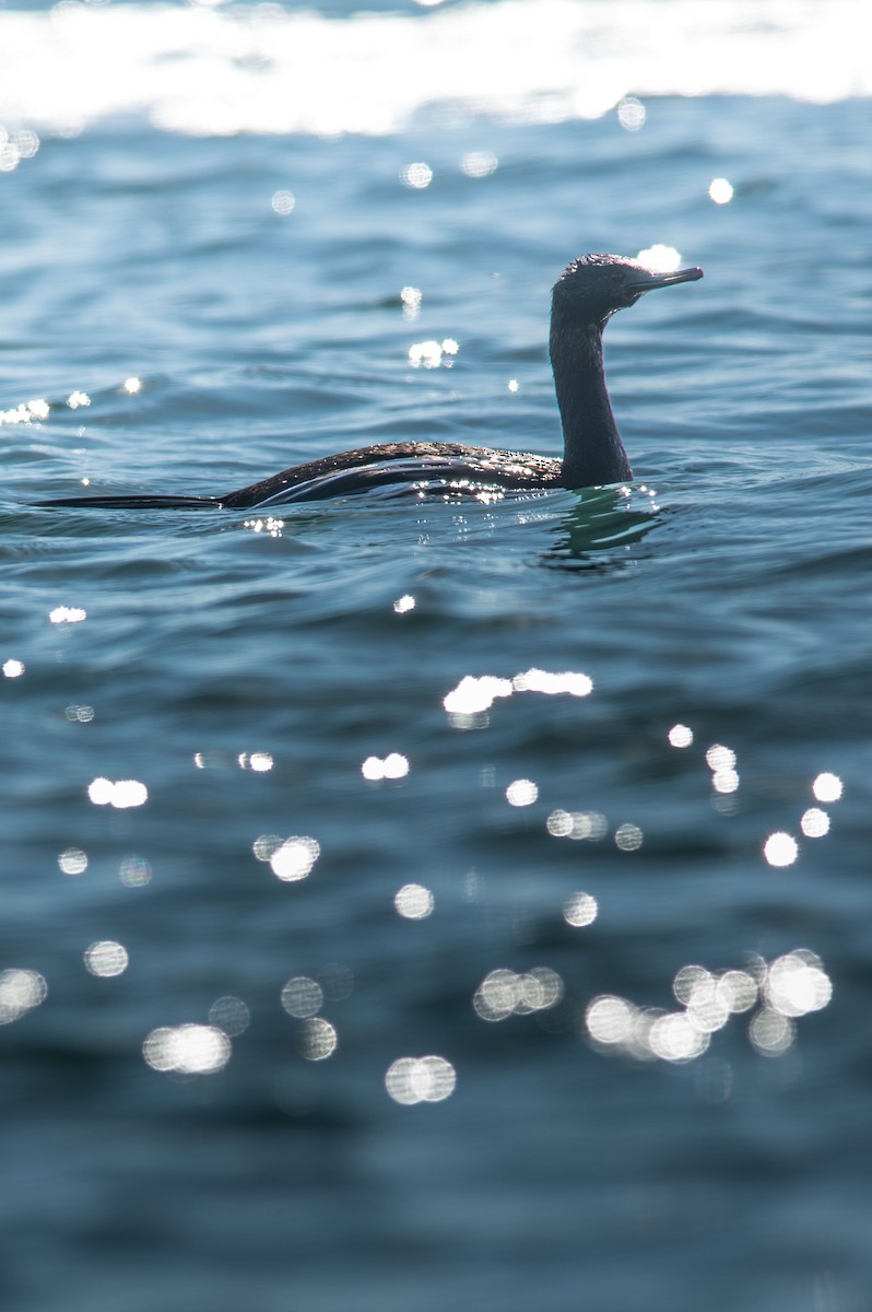 Cormoran pélagique - ML643492749