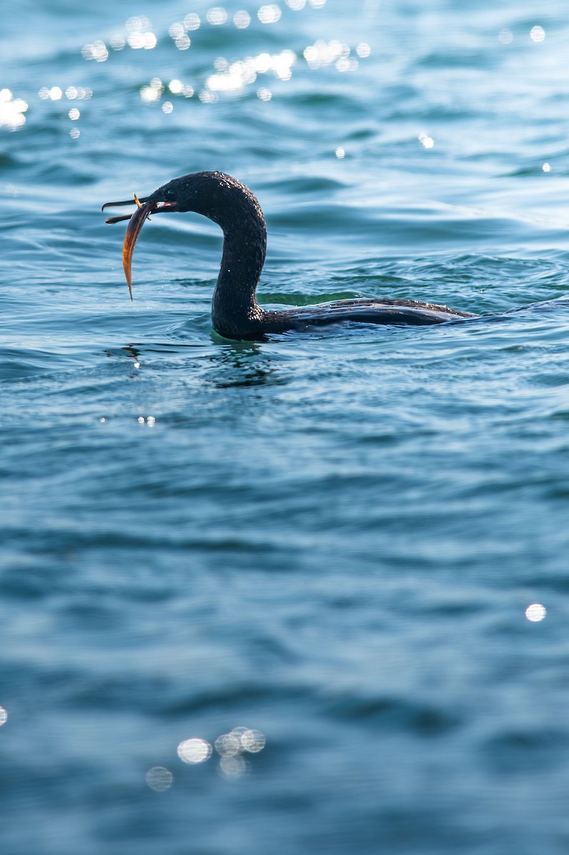 Cormoran pélagique - ML643492750