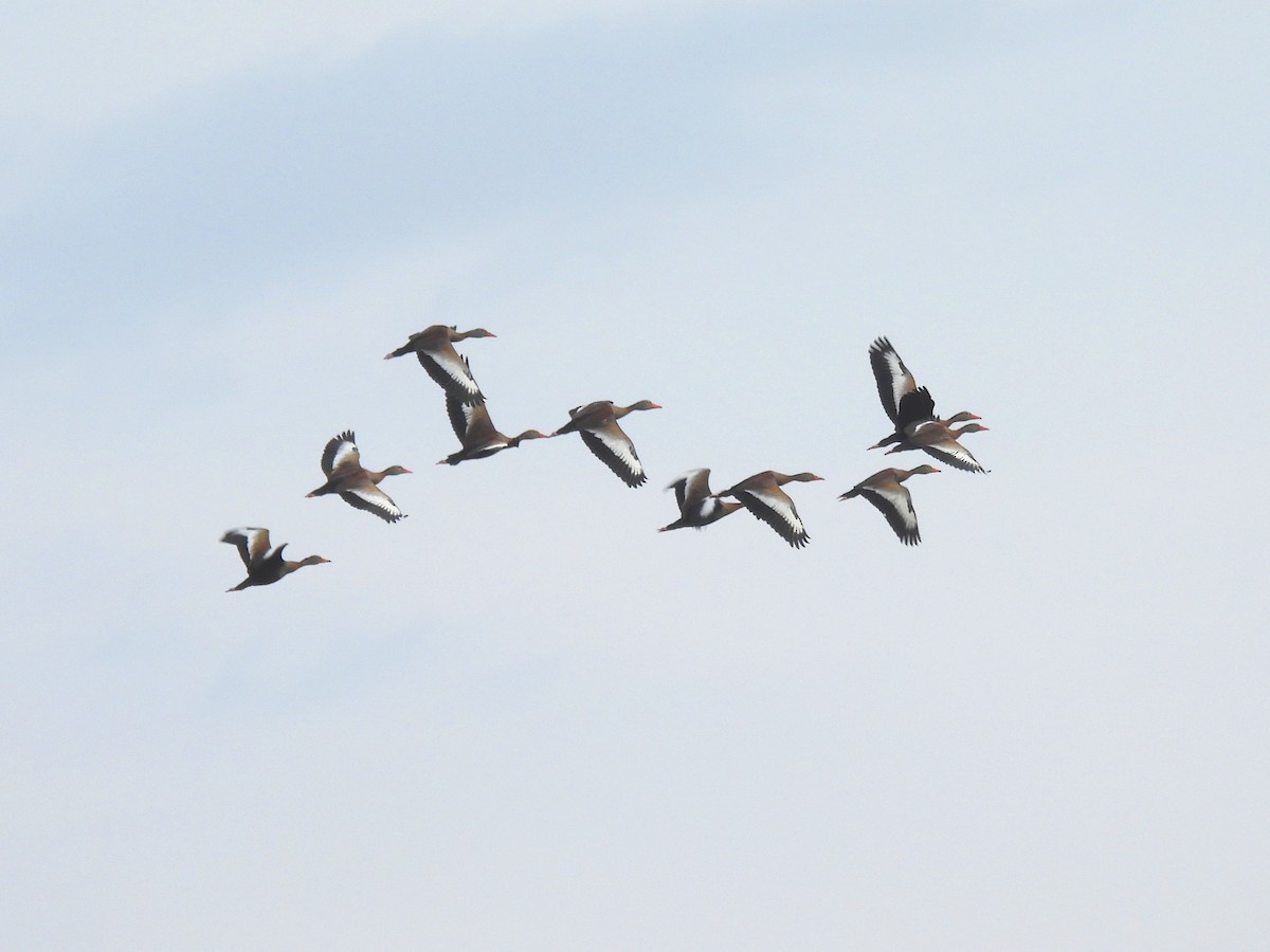 Dendrocygne à ventre noir - ML643492755