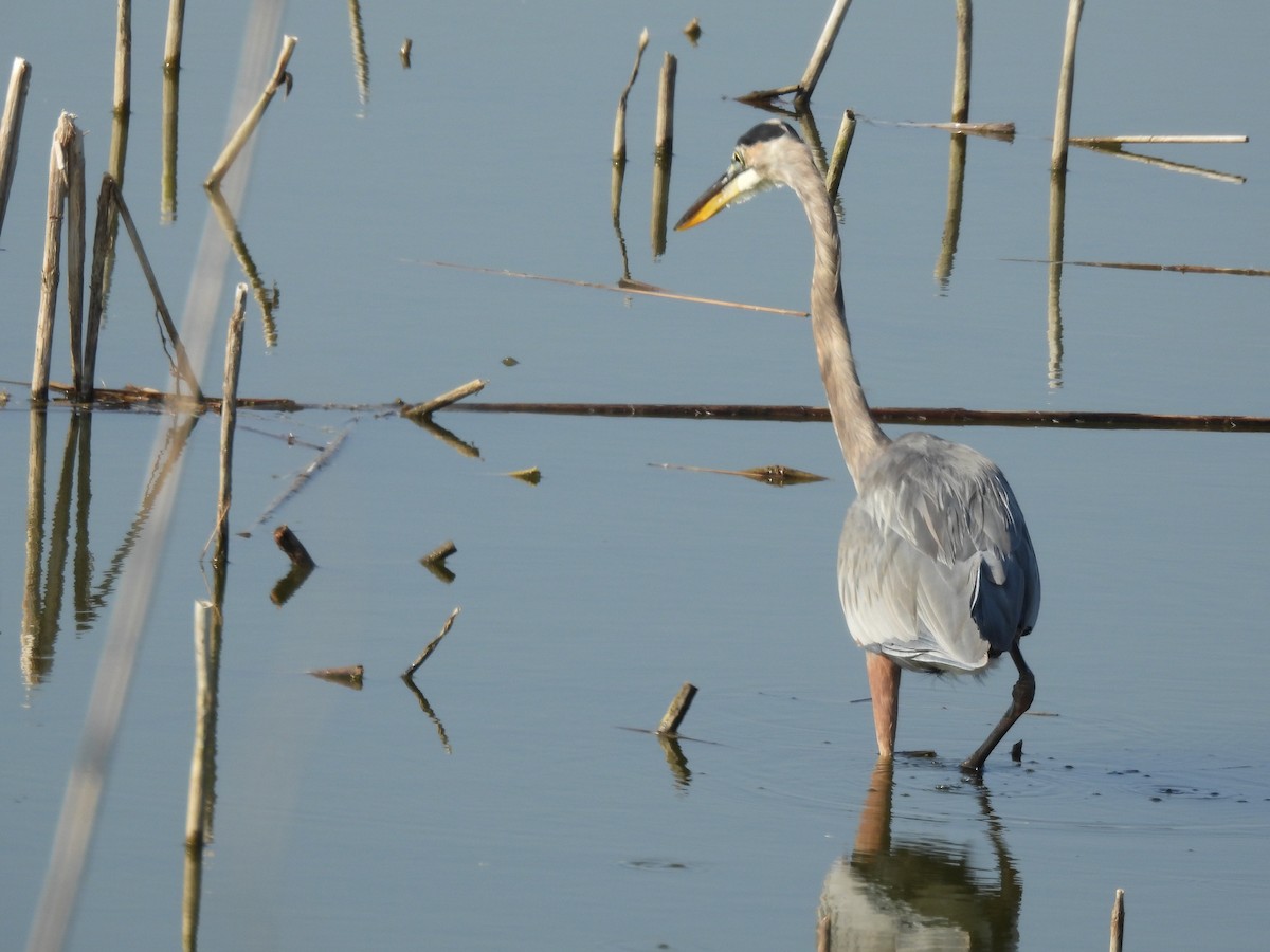 Great Blue Heron - ML643492805