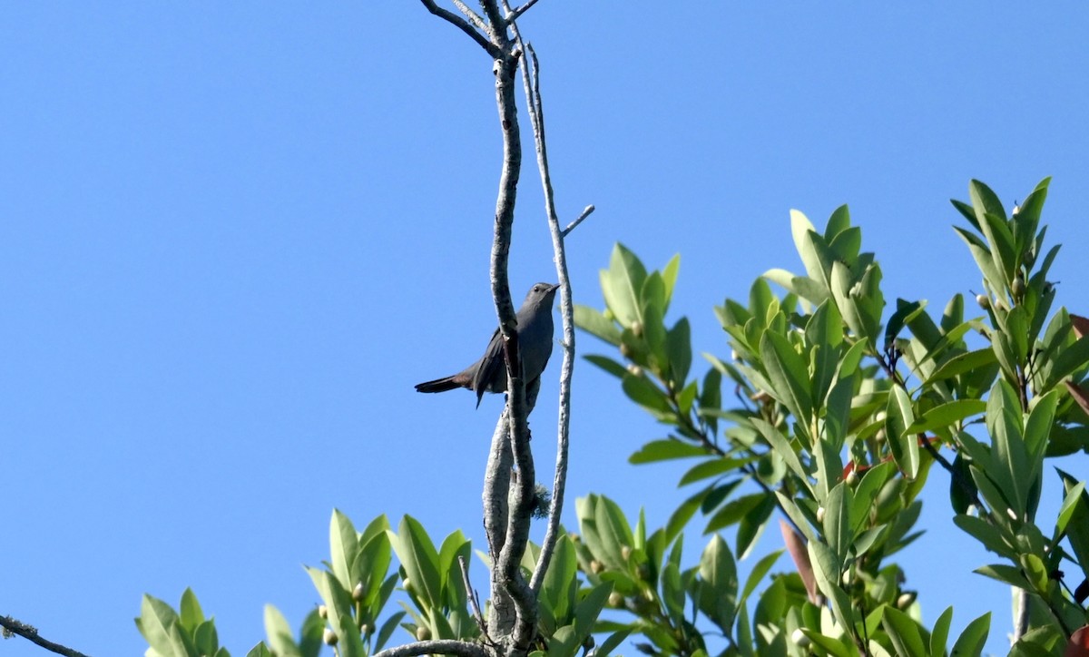 Gray Catbird - ML643492812