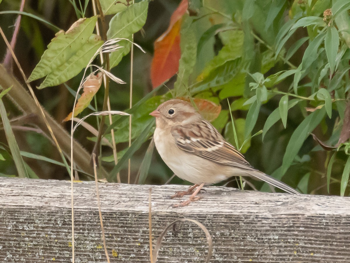Field Sparrow - ML643492813