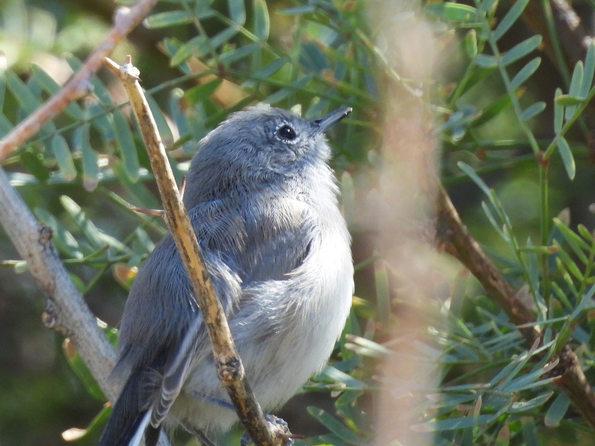 Black-tailed Gnatcatcher - ML643492818
