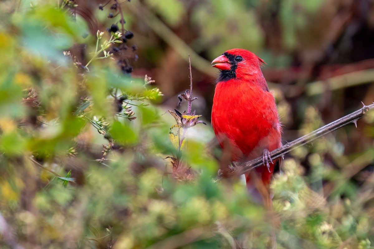 Cardinal rouge - ML643492839