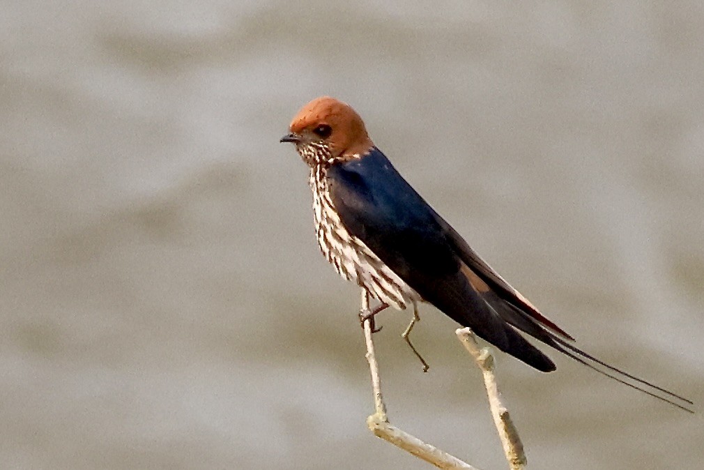 Hirondelle striée - ML643492849