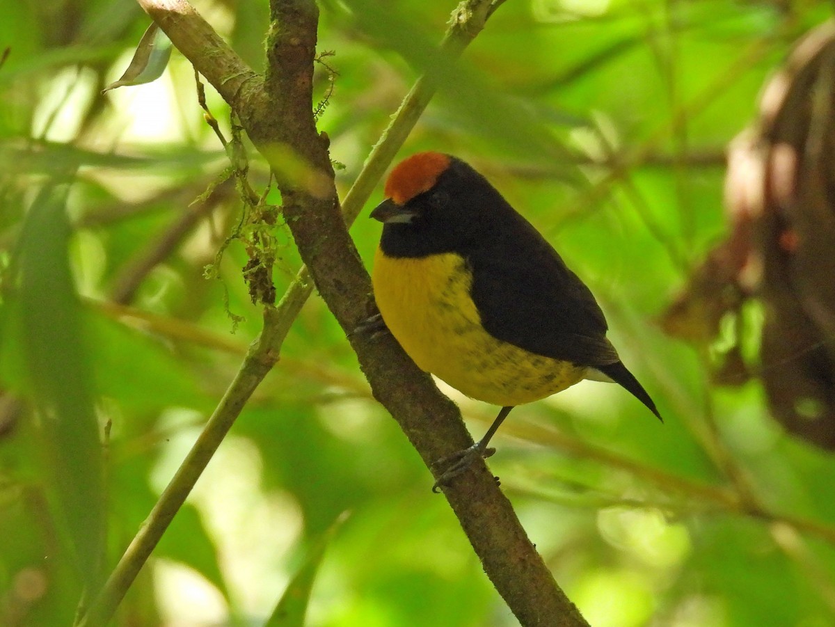 Paruline ardoisée - ML643492853