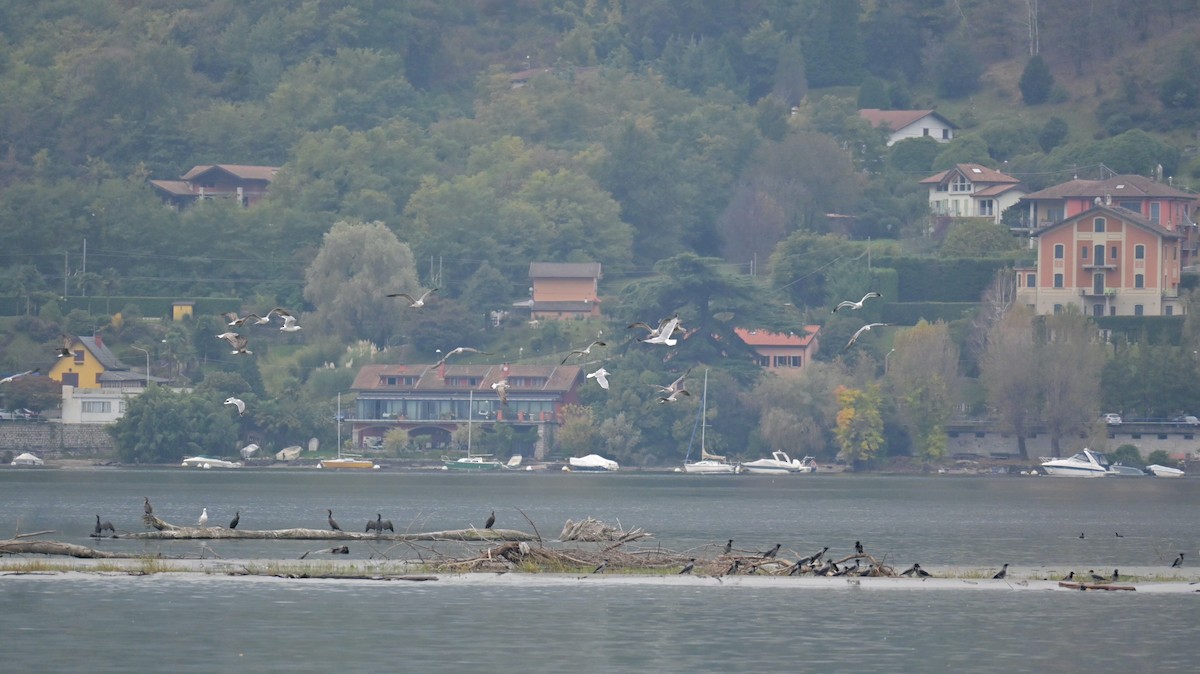 goéland ou mouette sp. - ML643492854