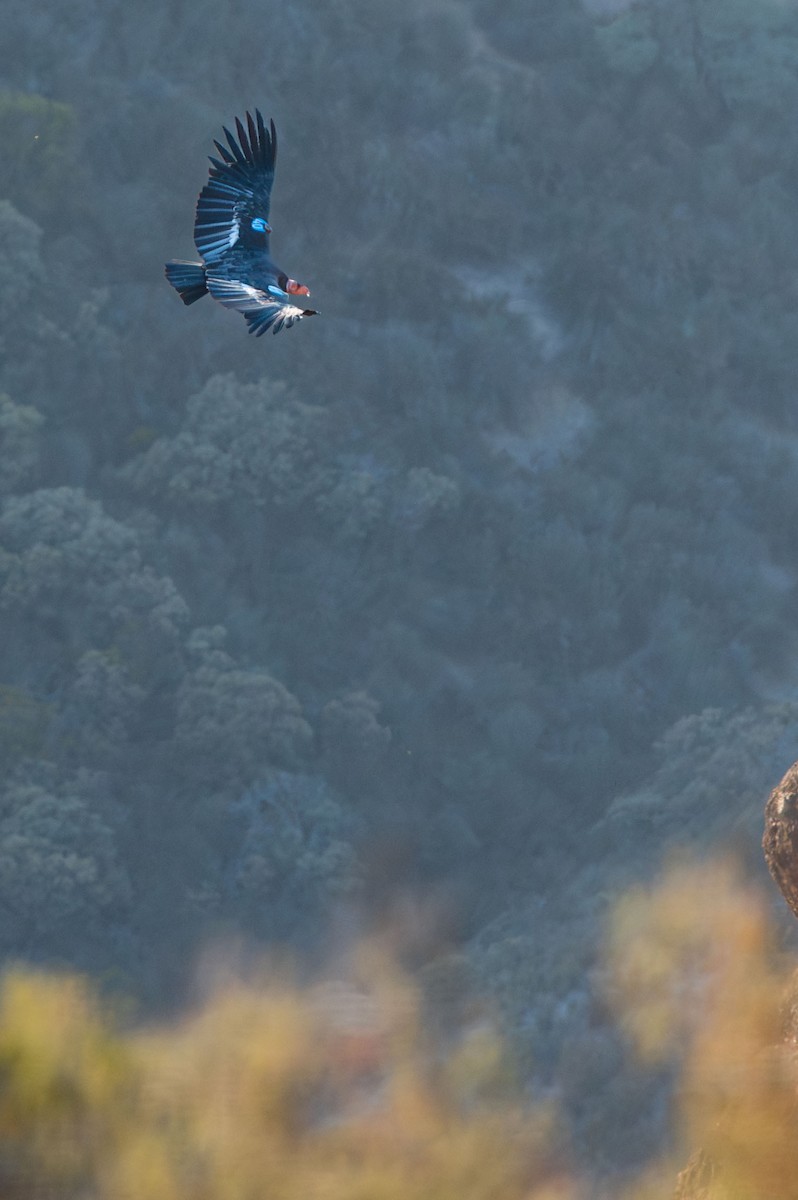 Condor de Californie - ML643492865