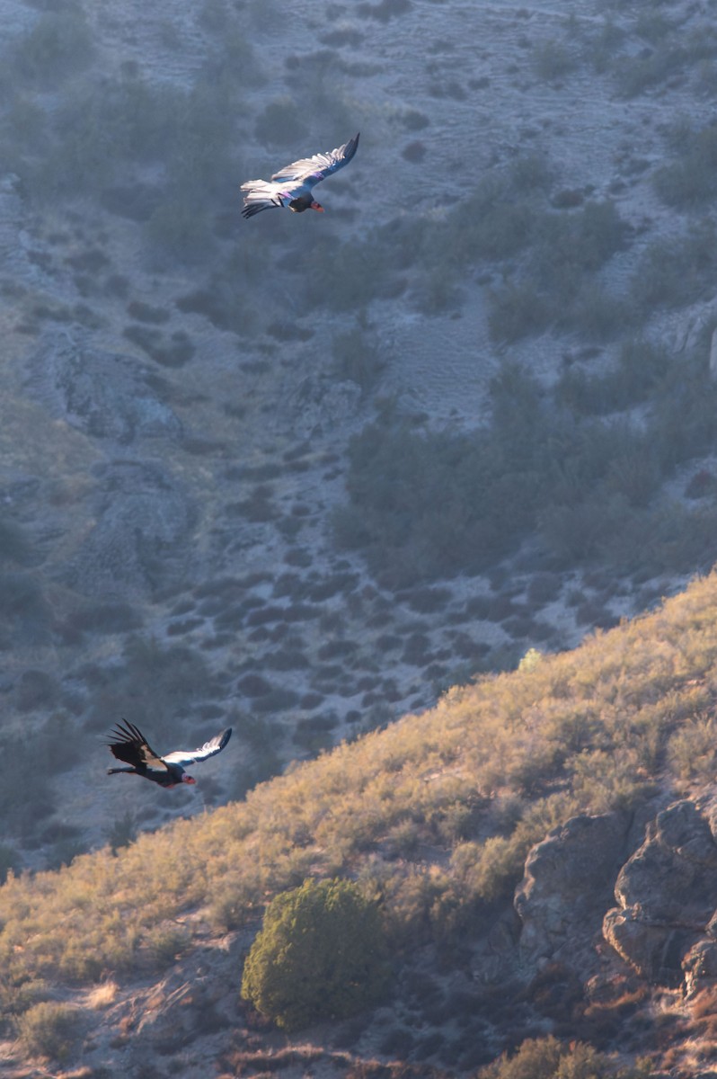 Condor de Californie - ML643492867