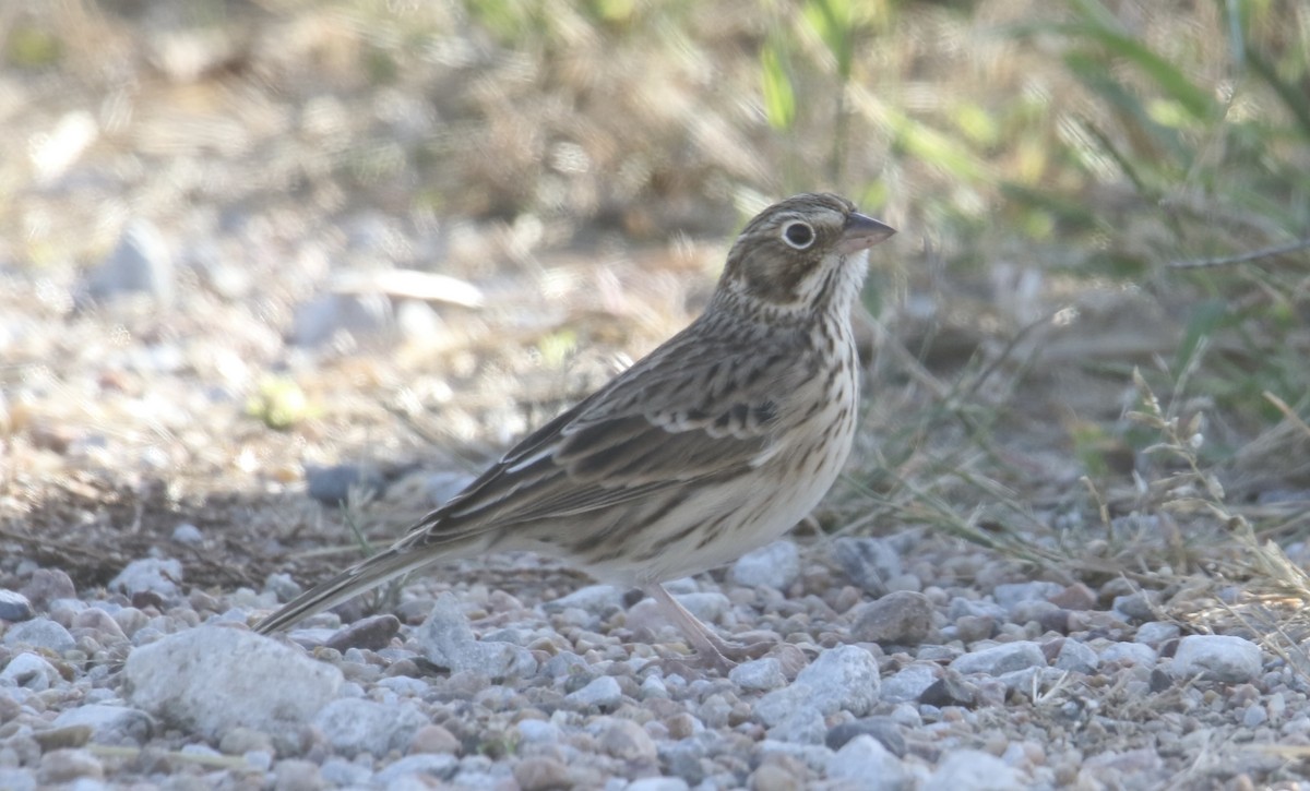 Vesper Sparrow - ML643492889