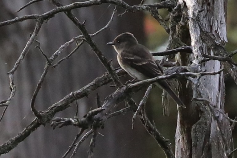 Eastern Phoebe - ML643492891