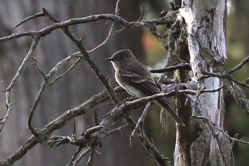 Eastern Phoebe - ML643492892