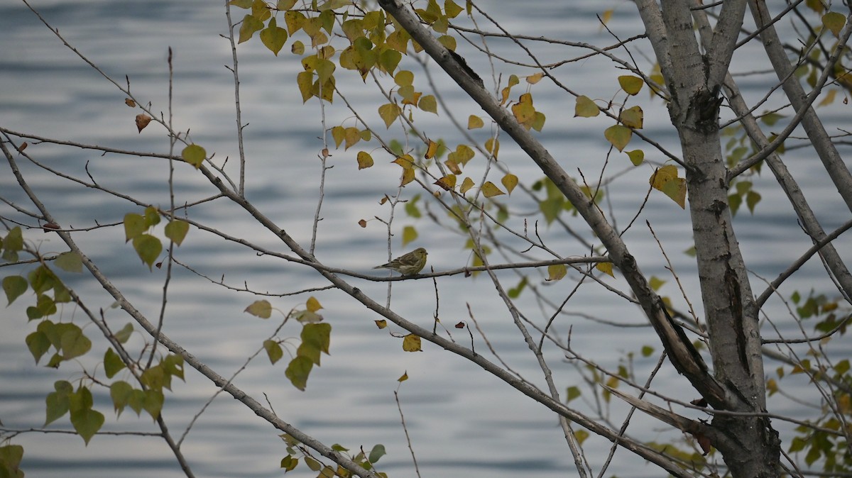 European Serin - ML643492932