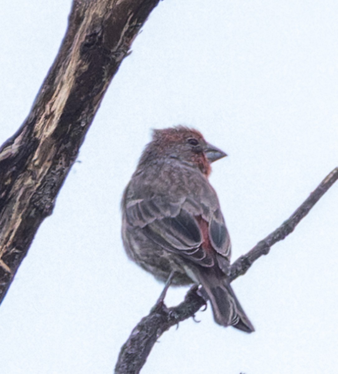 House Finch - ML643492939