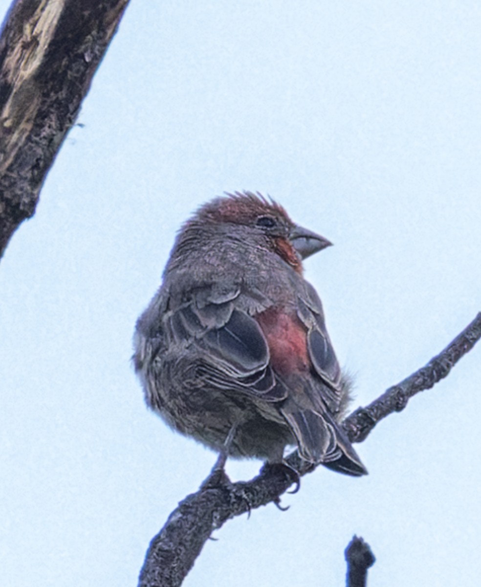 House Finch - ML643492941