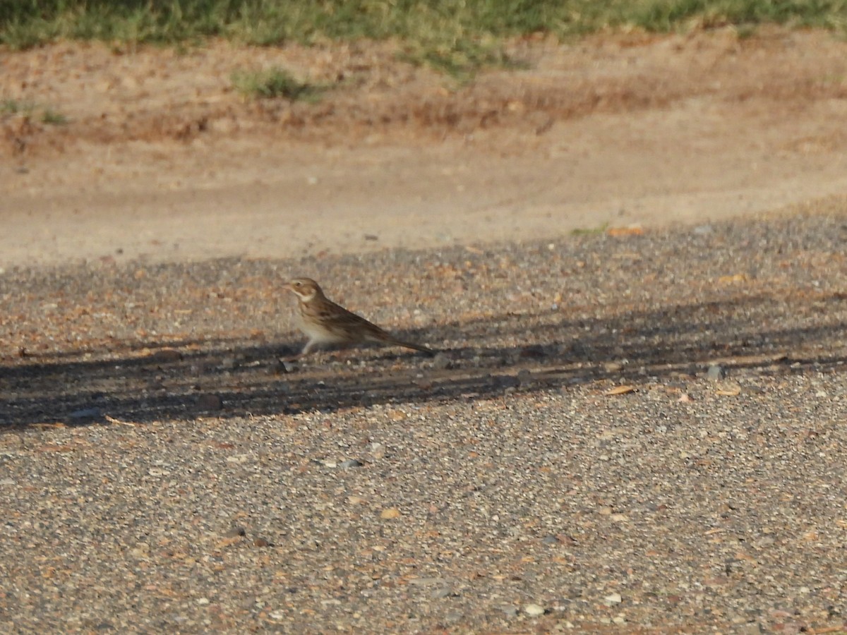 Vesper Sparrow - ML643492943