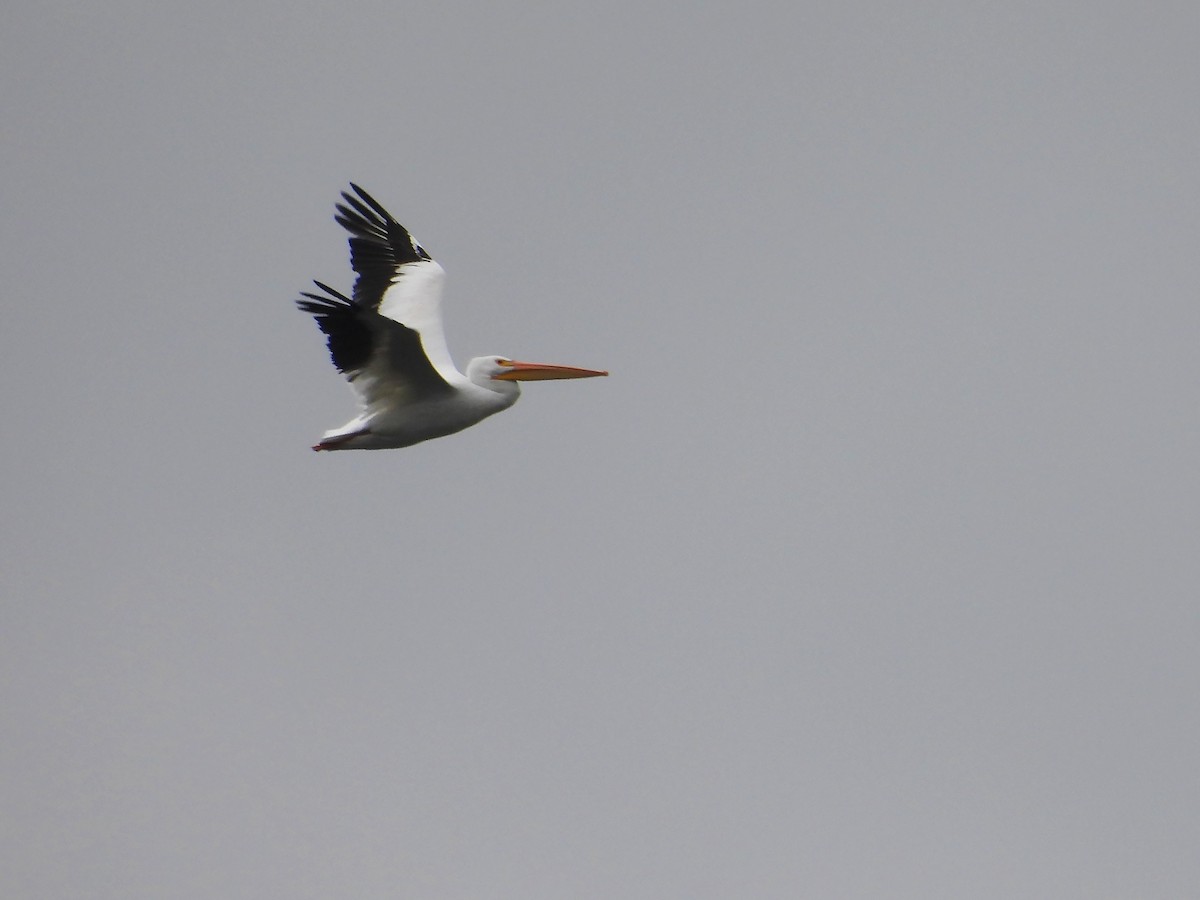 American White Pelican - ML643492947