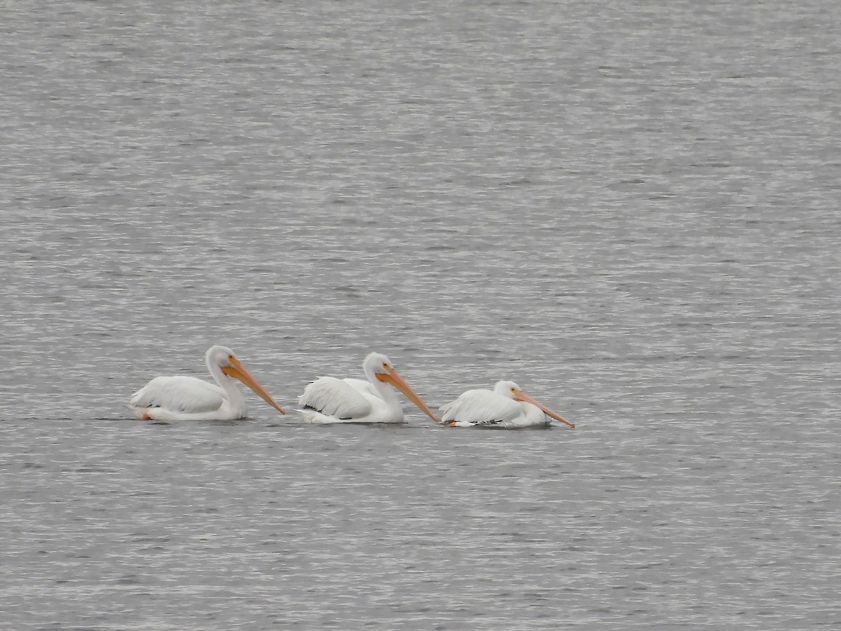 American White Pelican - ML643492948