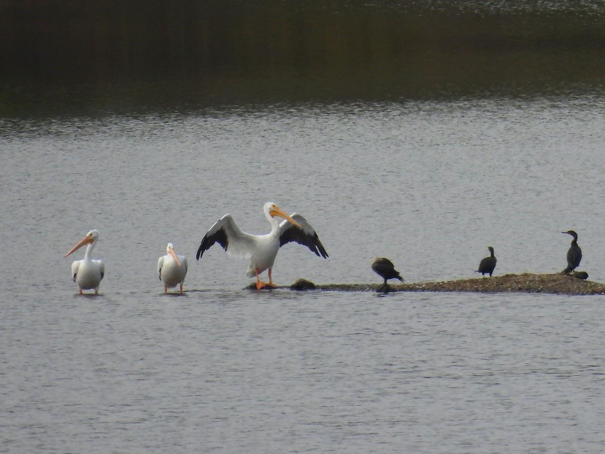 American White Pelican - ML643492949