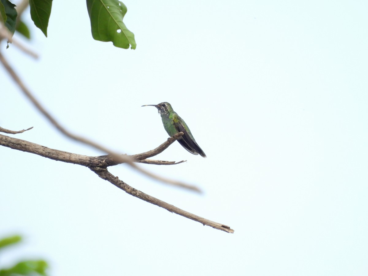 White-tailed Goldenthroat - ML643492956