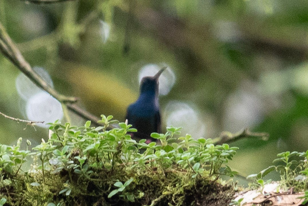 Bronze-tailed Plumeleteer - ML643492976