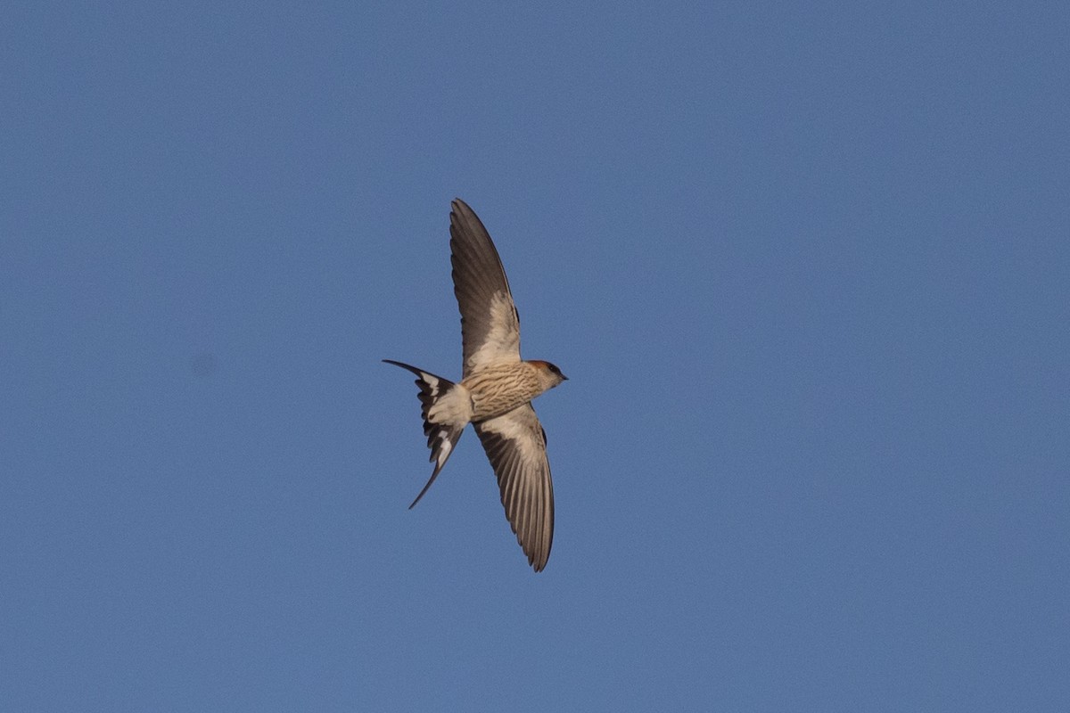 Greater Striped Swallow - ML643492977