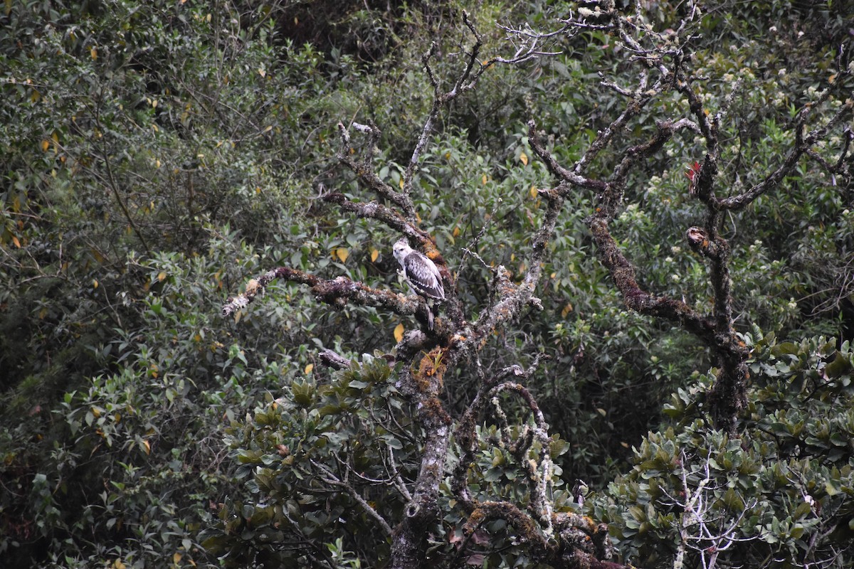 Black-and-chestnut Eagle - ML643492979