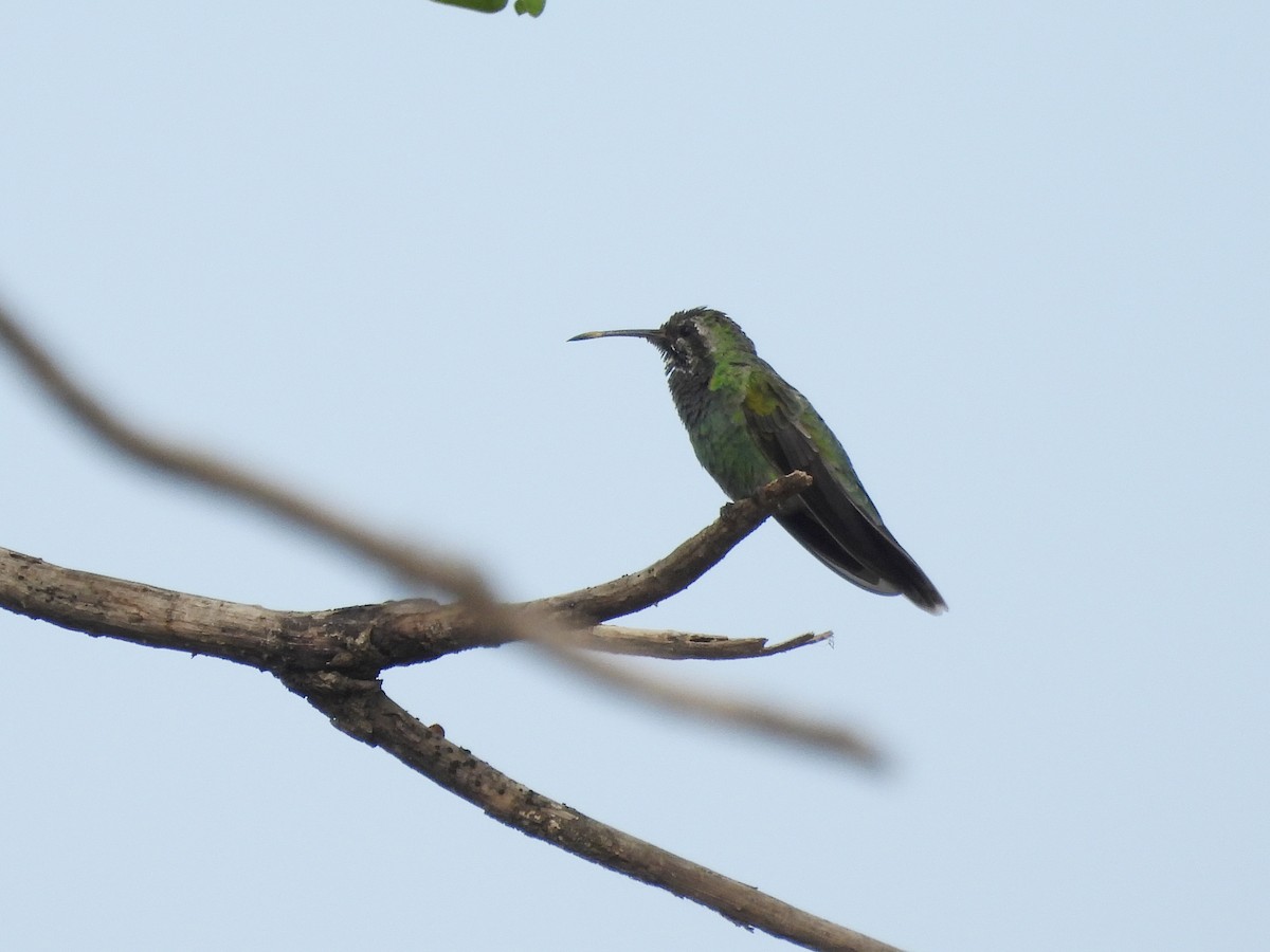 White-tailed Goldenthroat - ML643492982