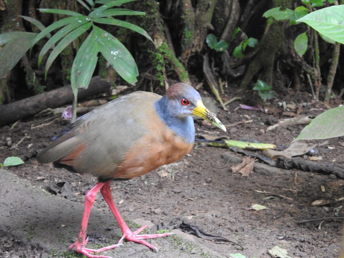 Russet-naped Wood-Rail - ML643492983
