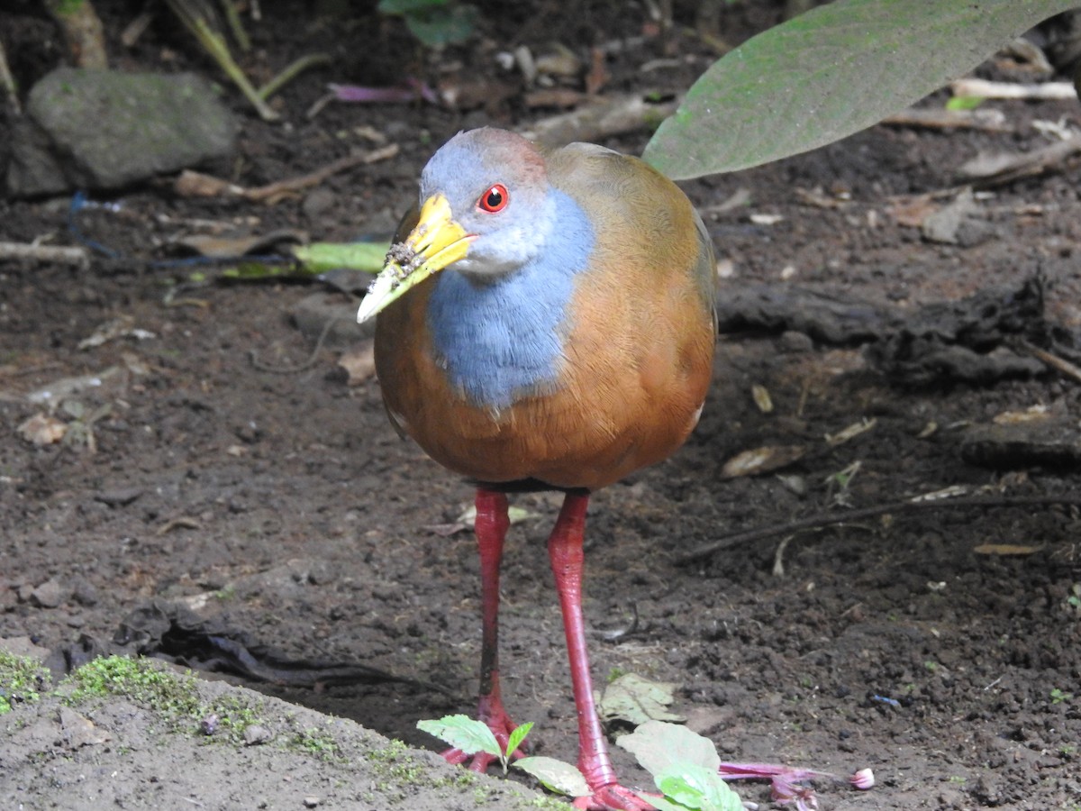 Russet-naped Wood-Rail - ML643492998