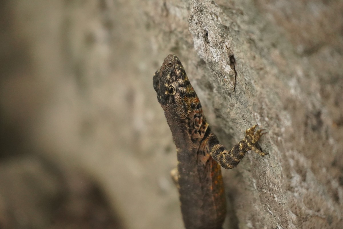 Tiger Pacific Iguana - ML643493000