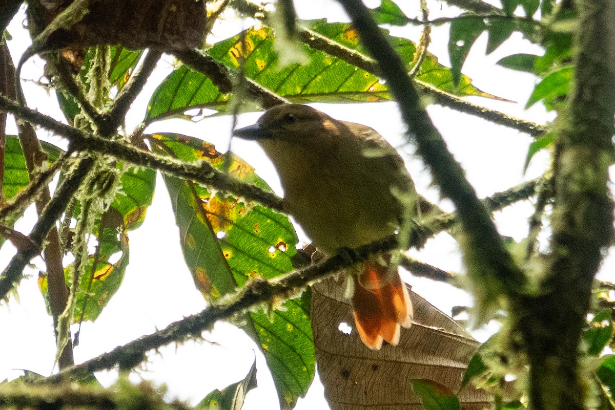 Russet Antshrike - ML643493024