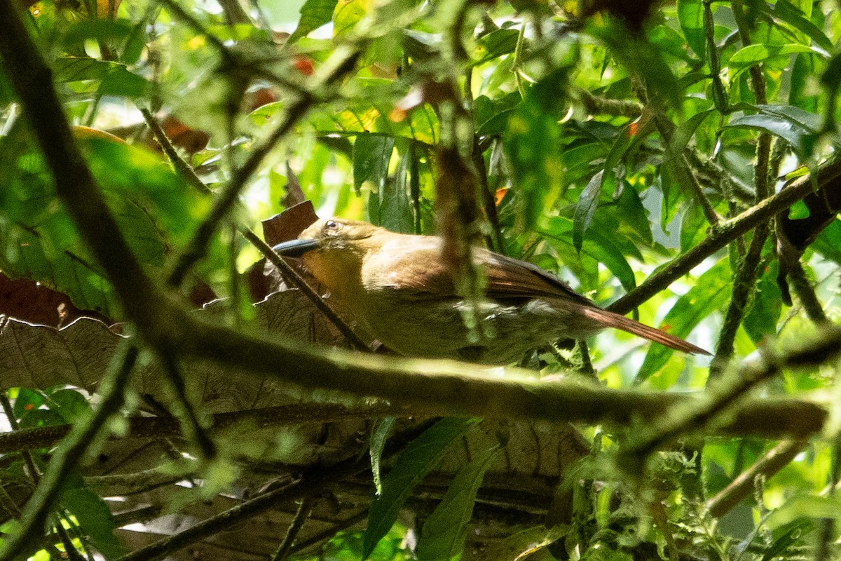 Russet Antshrike - ML643493025