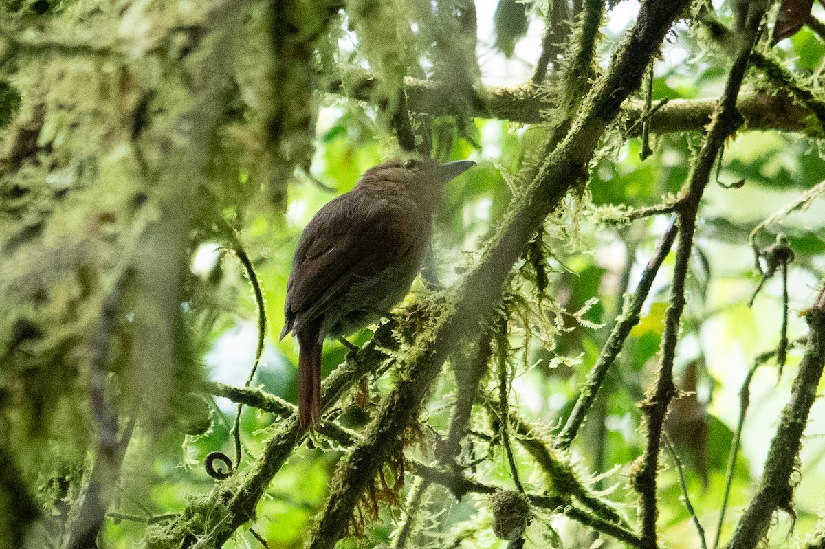 Russet Antshrike - ML643493026